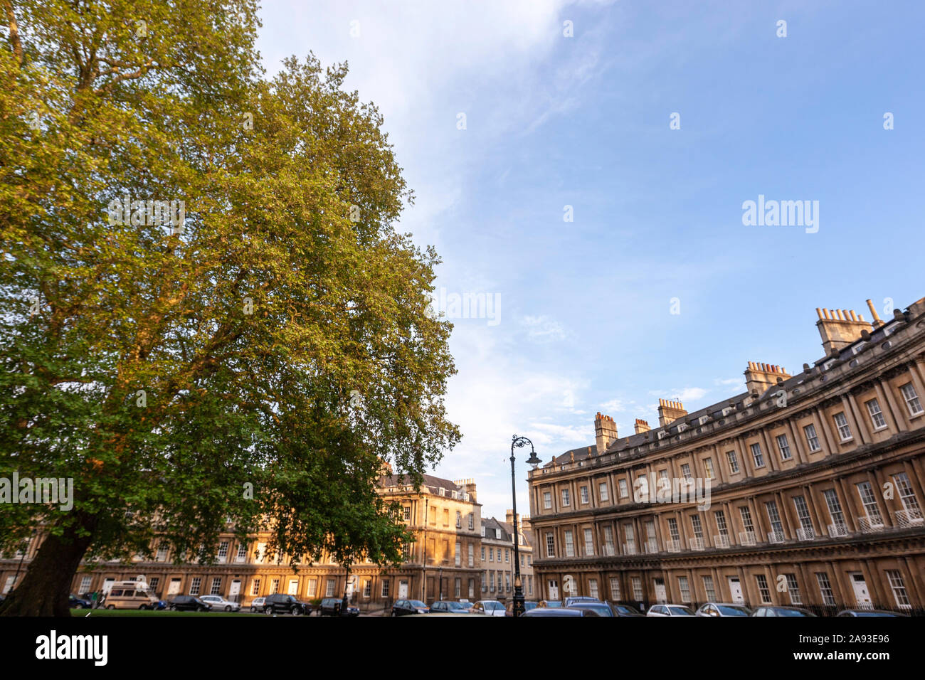 Platani, Platanus, nella zona centrale del Circus è una strada storica di grandi case a schiera in bagno, Somerset, Inghilterra, Regno Unito Foto Stock