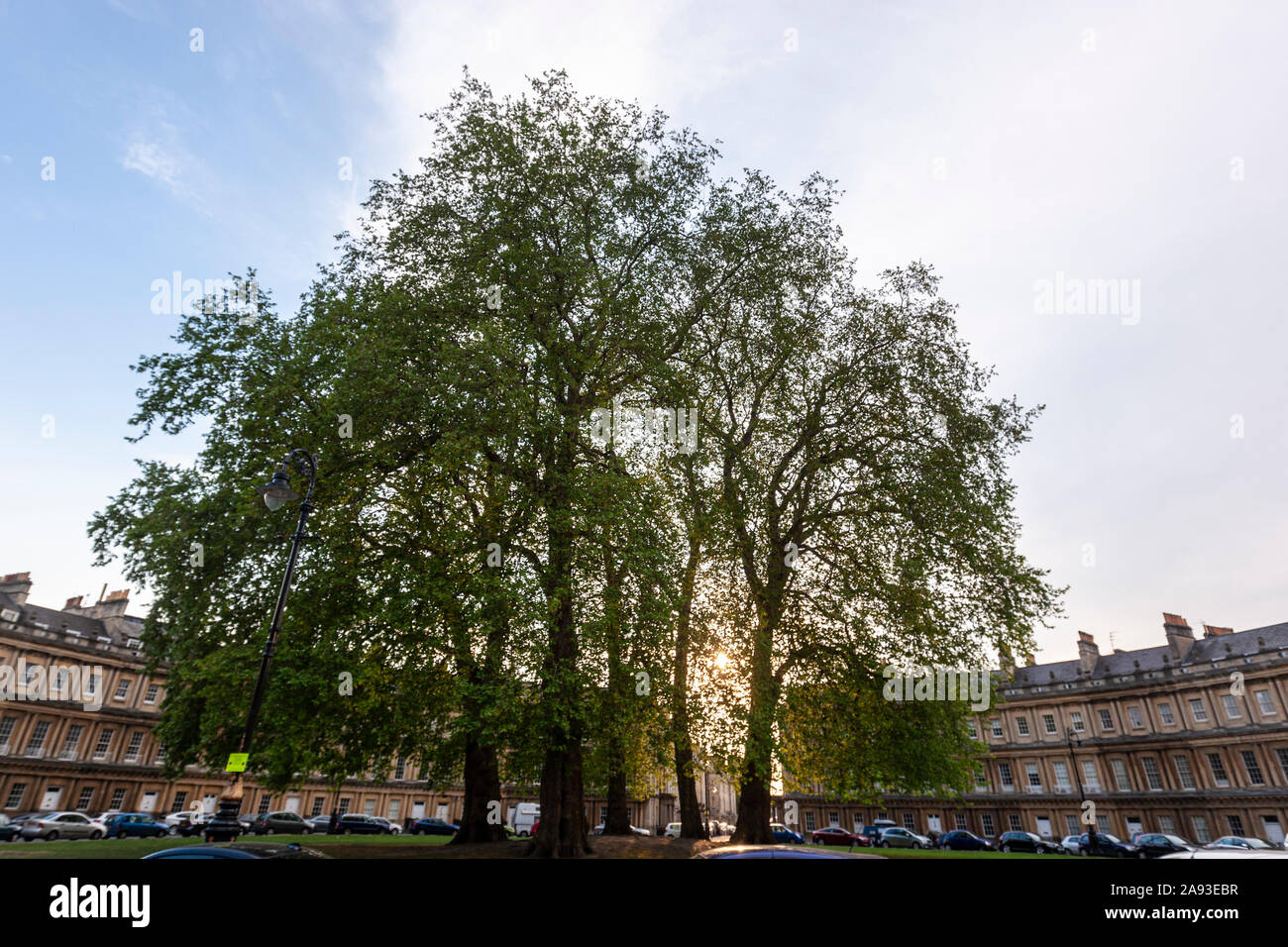 Platani, Platanus, nella zona centrale del Circus è una strada storica di grandi case a schiera in bagno, Somerset, Inghilterra, Regno Unito Foto Stock