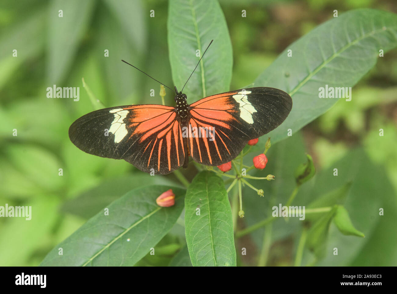 Portalettere butterfly (Heliconius melpomene :), Mindo, Ecuador Foto Stock