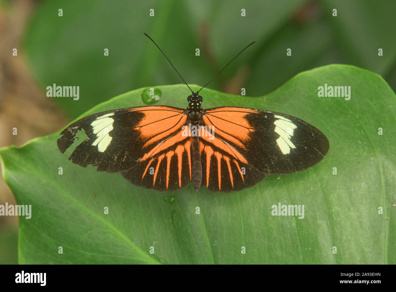Portalettere butterfly (Heliconius melpomene :), Mindo, Ecuador Foto Stock