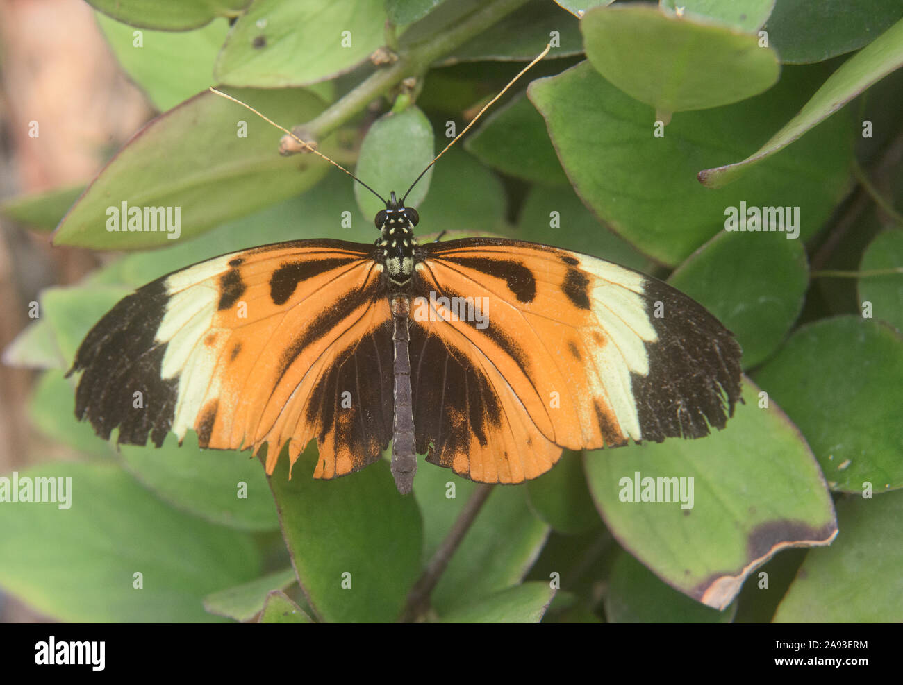 Harmonia tiger-wing butterfly (Tithorea harmonia), Mindo, Ecuador Foto Stock