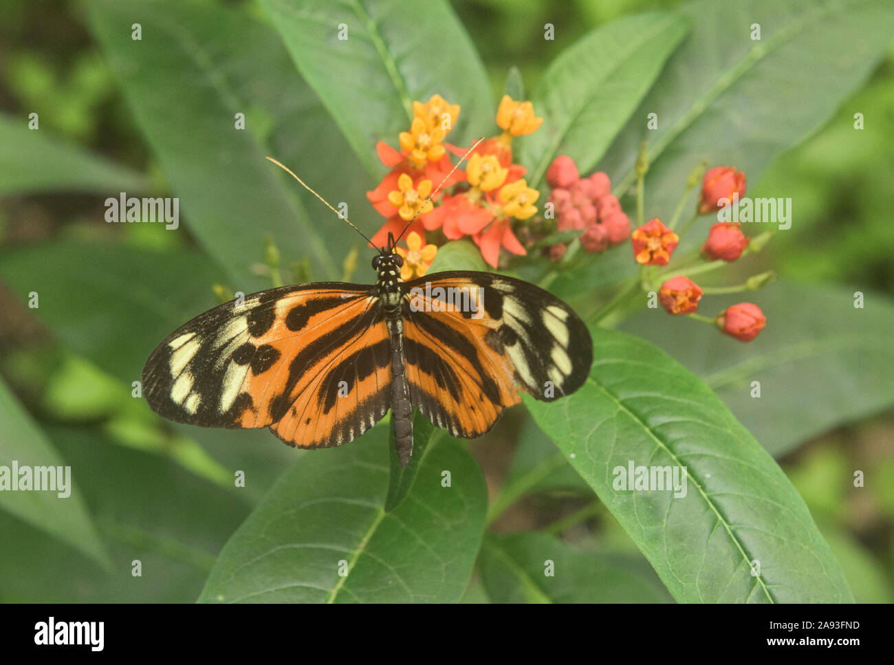 Farfalla monarca (Danaus plexippus) bere il nettare, Mindo, Ecuador Foto Stock