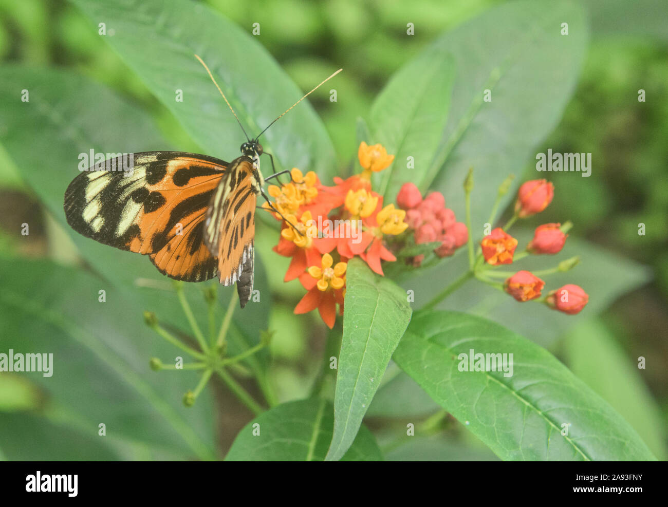 Farfalla monarca (Danaus plexippus) bere il nettare, Mindo, Ecuador Foto Stock