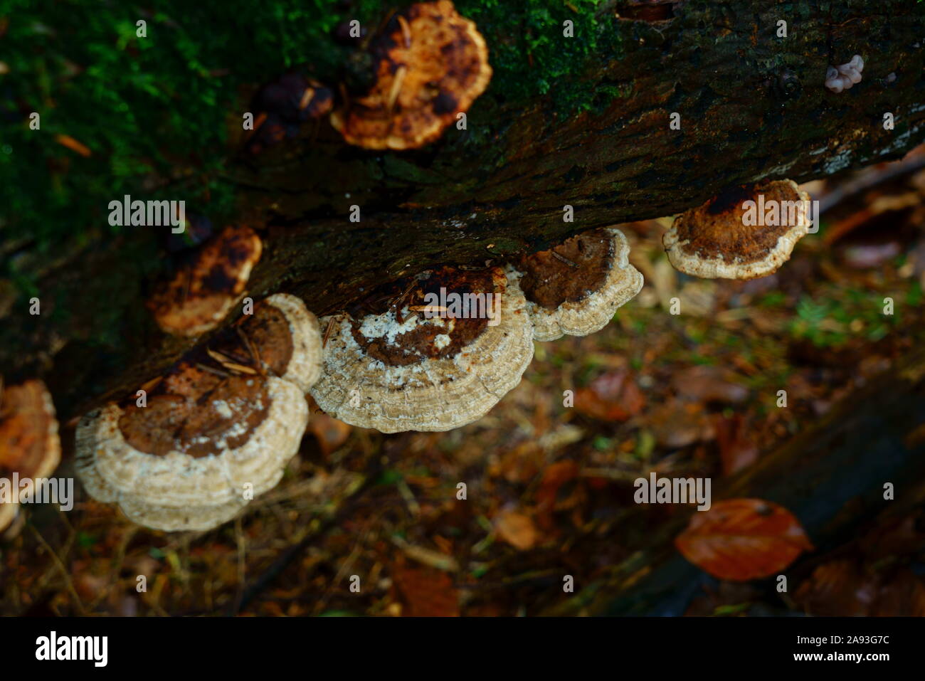 Staffa funghi che crescono su un albero caduto. Foto Stock