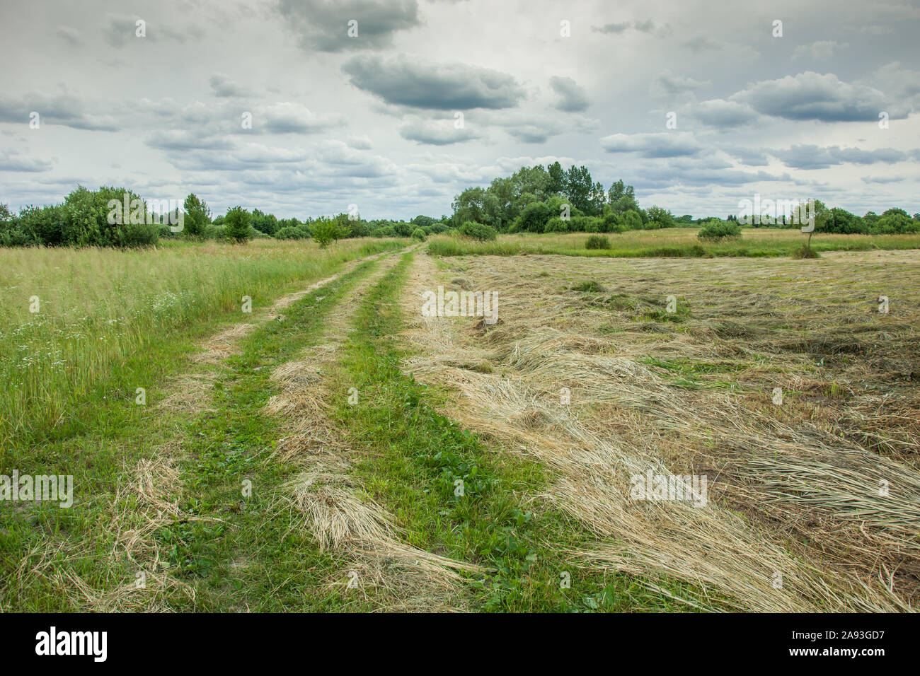 Strada erbosa e di erba falciata in un prato, grigio nuvole nel cielo. Zarzecze, Polonia Foto Stock