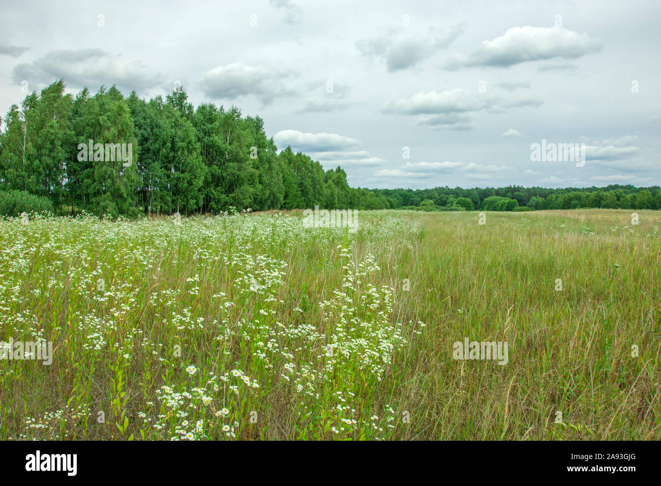 Fiori di colore bianco su un prato selvatico, foresta e grigio nuvole nel cielo. Zarzecze, Polonia Foto Stock