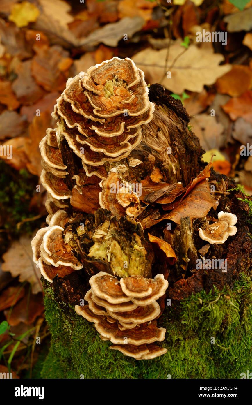 Funghi Turkeytail Trametes versicolor cresce su un albero marcio moncone. Foto Stock
