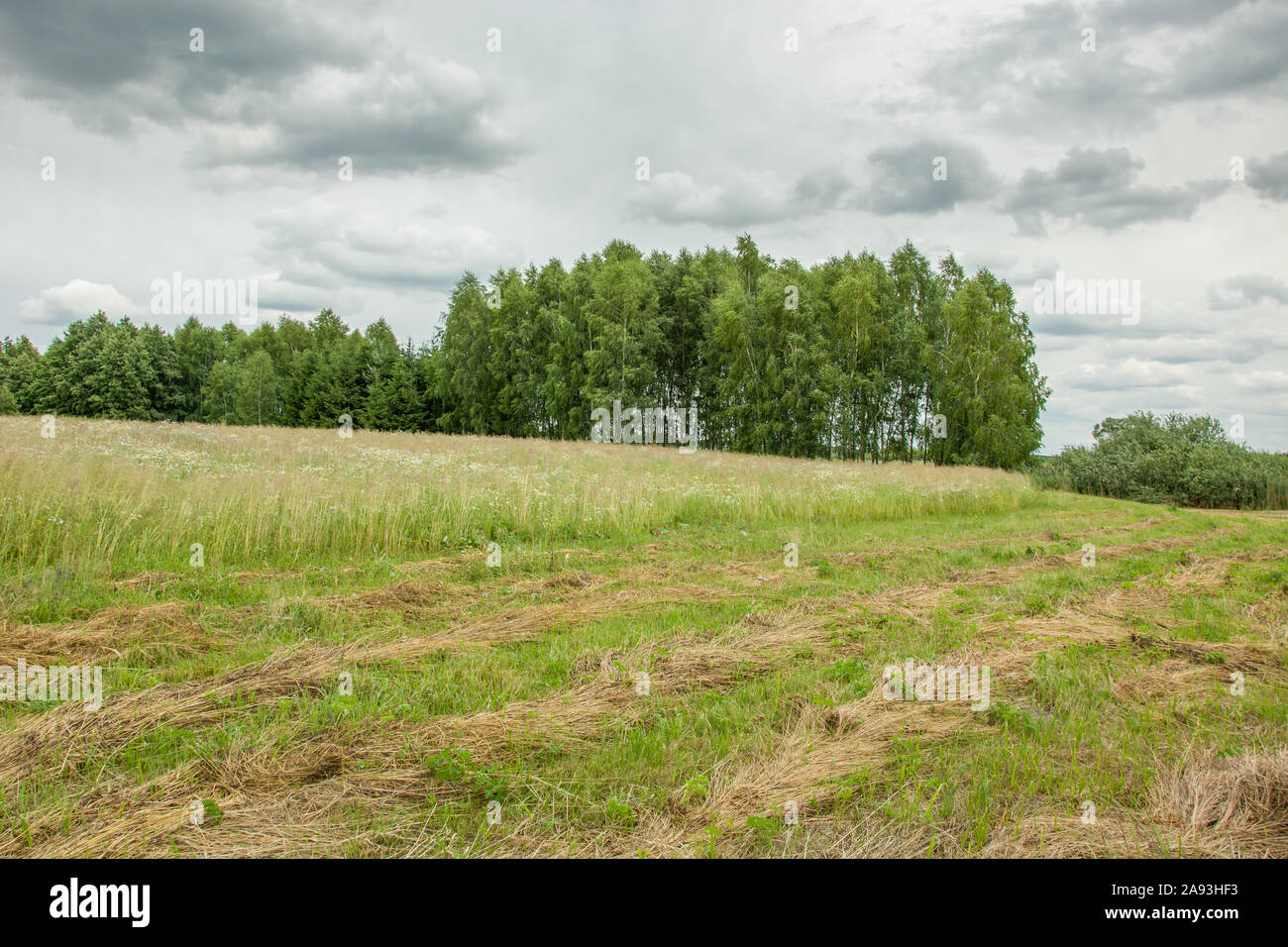 Erba tagliata in un prato, foresta e grigio nuvole nel cielo. Zarzecze, Polonia Foto Stock