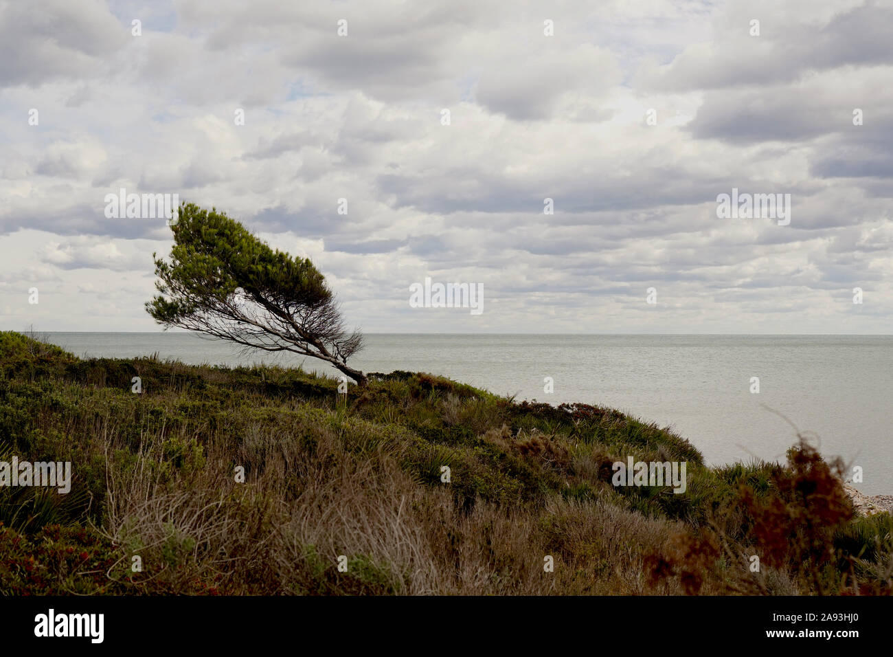 Una struttura ad albero spazzate dal vento wonky cresciuto sulla cima di una scogliera costiera Foto Stock