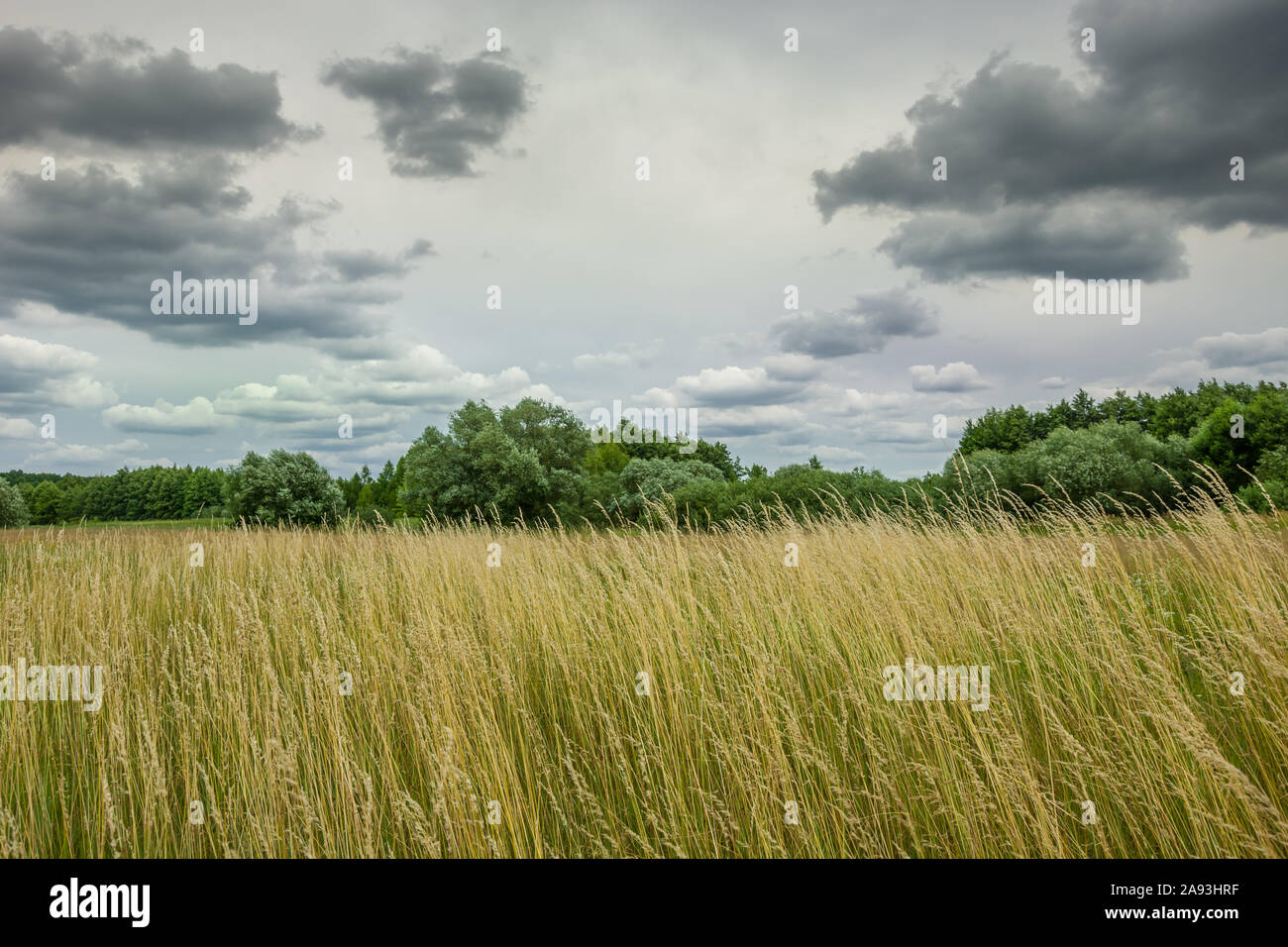 Giallo erba del prato, alberi e nuvole grigie. Wolka Czulczycka, Polonia Foto Stock
