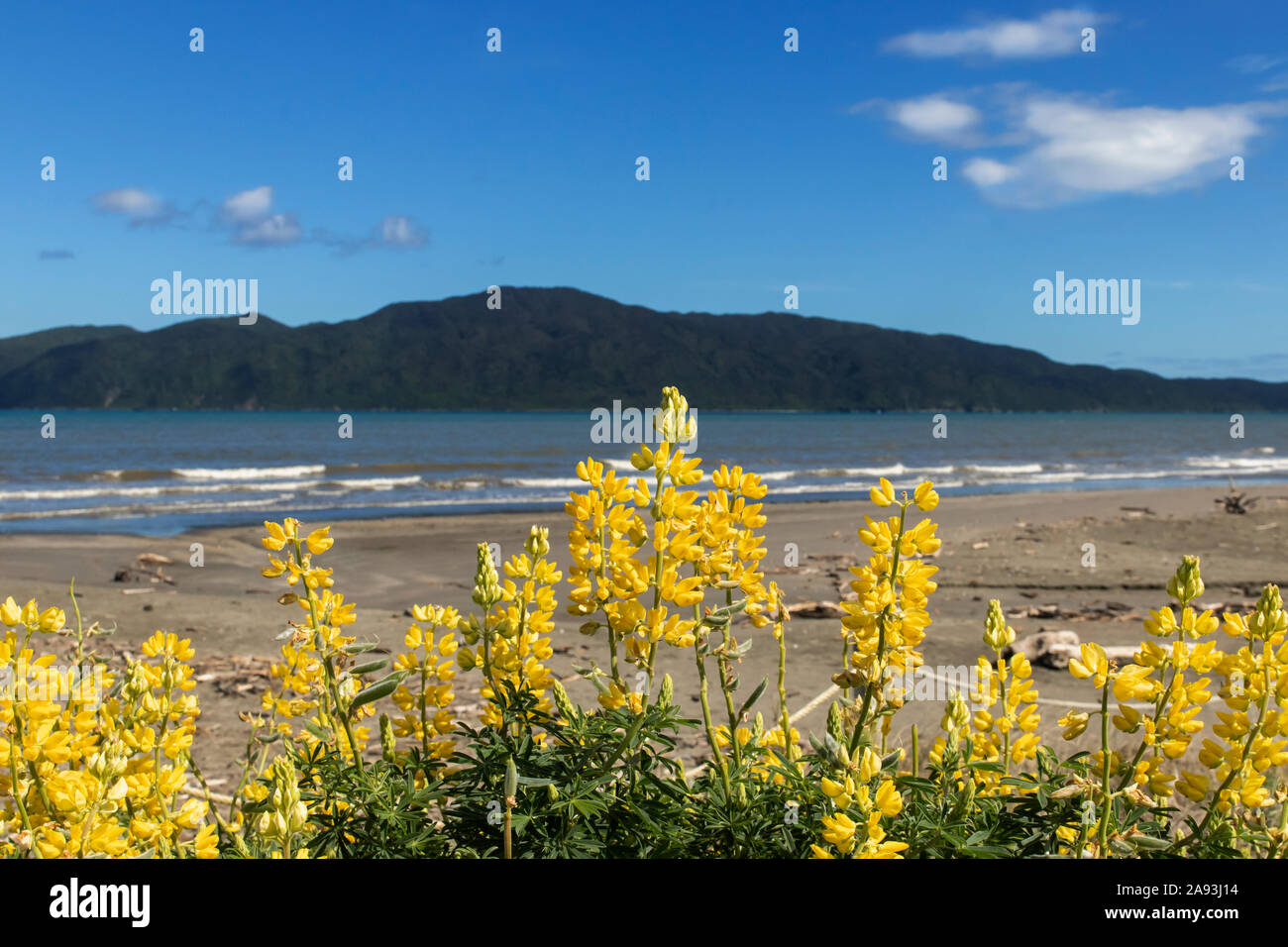 Di colore giallo brillante Nuova Zelanda Lupini Paraparaumu sulla spiaggia con isola Kapiti sfocati in background Foto Stock