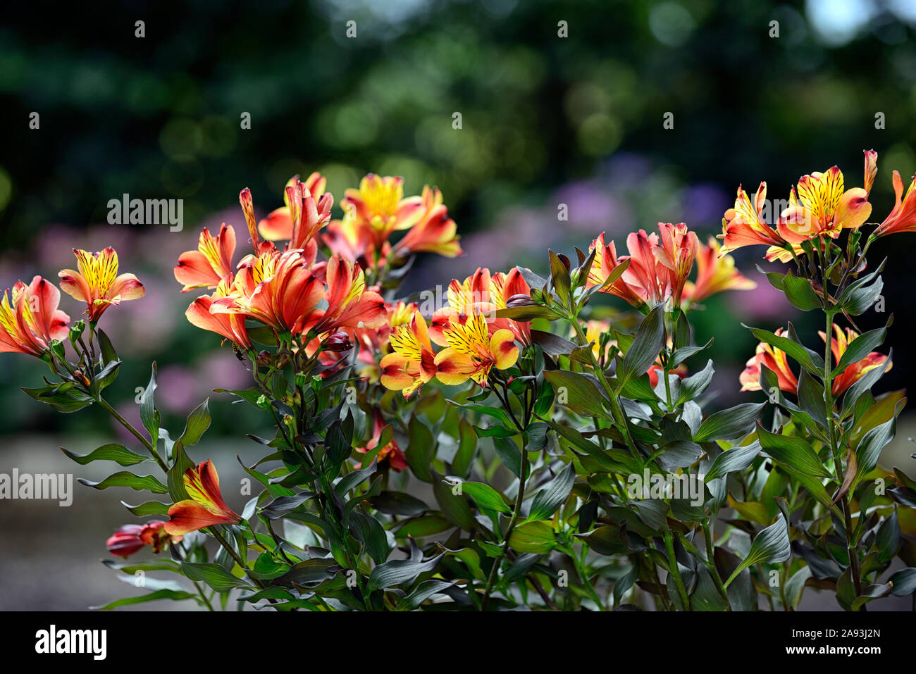 Alstroemeria Estate Indiana,giglio peruviano,il rame,arancione,giallo,fiore,fiori,fioritura,perenne,fiori recisi,RM Floral Foto Stock