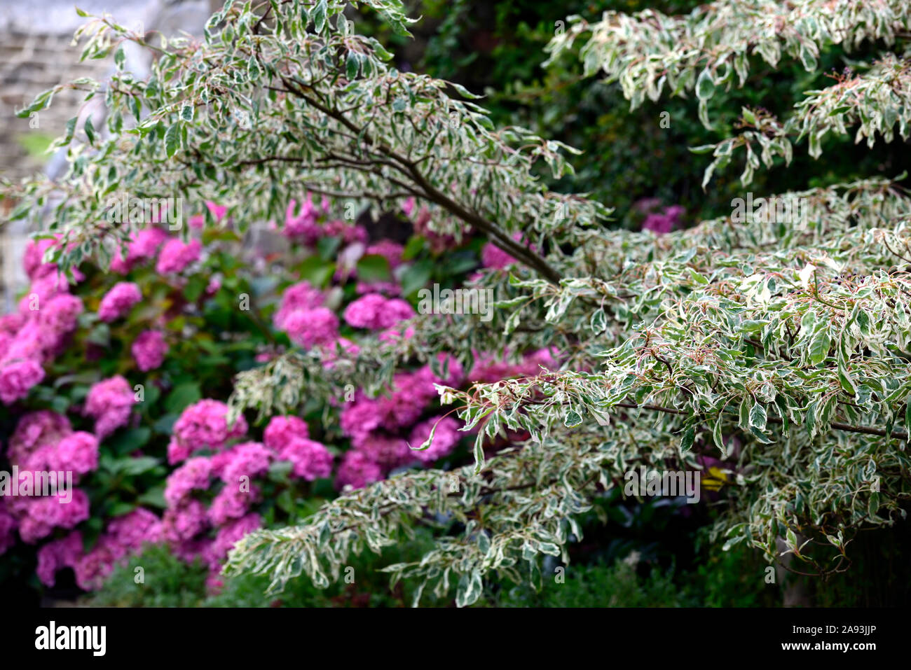 Cornus controversa variegata,torta di nozze tree,Garden includono,tree, alberi viola mophead hydrangea,ortensie,underplant, underplanted,RM Floral Foto Stock