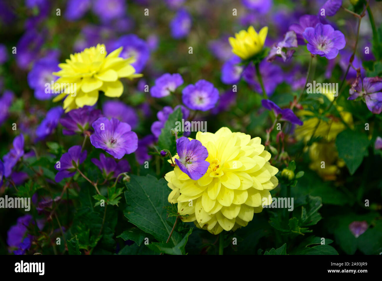 Geranio rozanne,giallo dahlia,blu,fiore,fiori,fioritura,mix,miscelati,piantagione combinazione,RM Floral Foto Stock