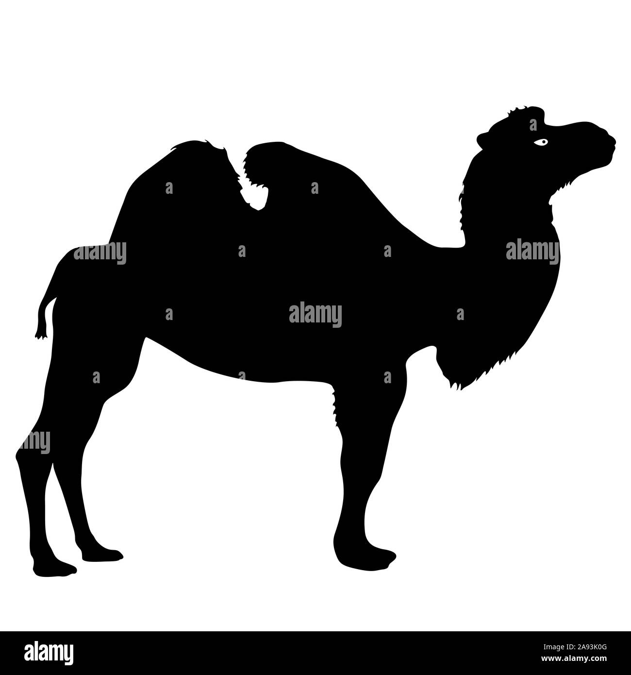 Silhouette del cammello su uno sfondo bianco. Foto Stock