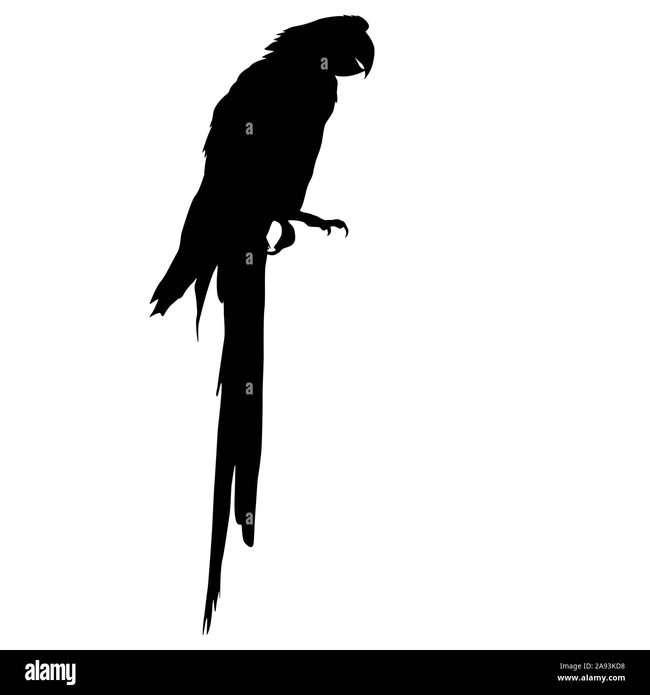 Silhouette bird Macaws su uno sfondo bianco. Foto Stock