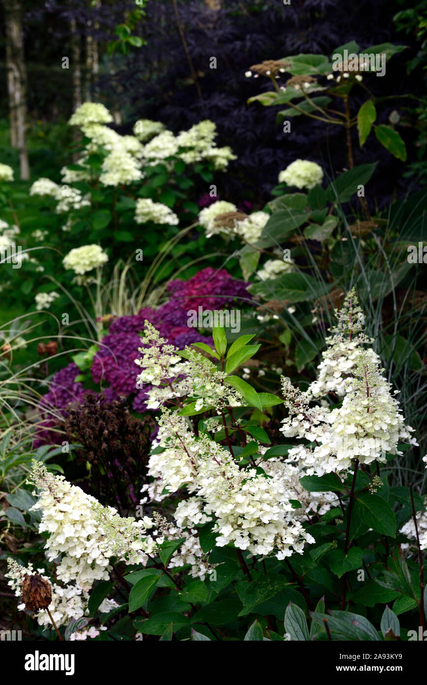 Hydrangea paniculata limelight,Hydrangea pinky winky,viola mophead hydranea,panicle,pannocchie,fiori,fioritura,fiore,bianco,ombra ombreggiate,ombroso,giardino Foto Stock