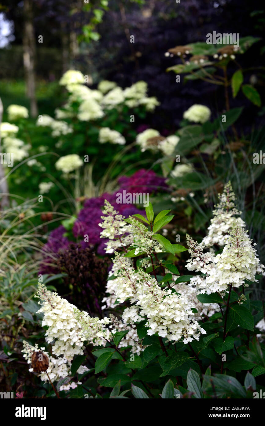 Hydrangea paniculata limelight,Hydrangea pinky winky,viola mophead hydranea,panicle,pannocchie,fiori,fioritura,fiore,bianco,ombra ombreggiate,ombroso,giardino Foto Stock