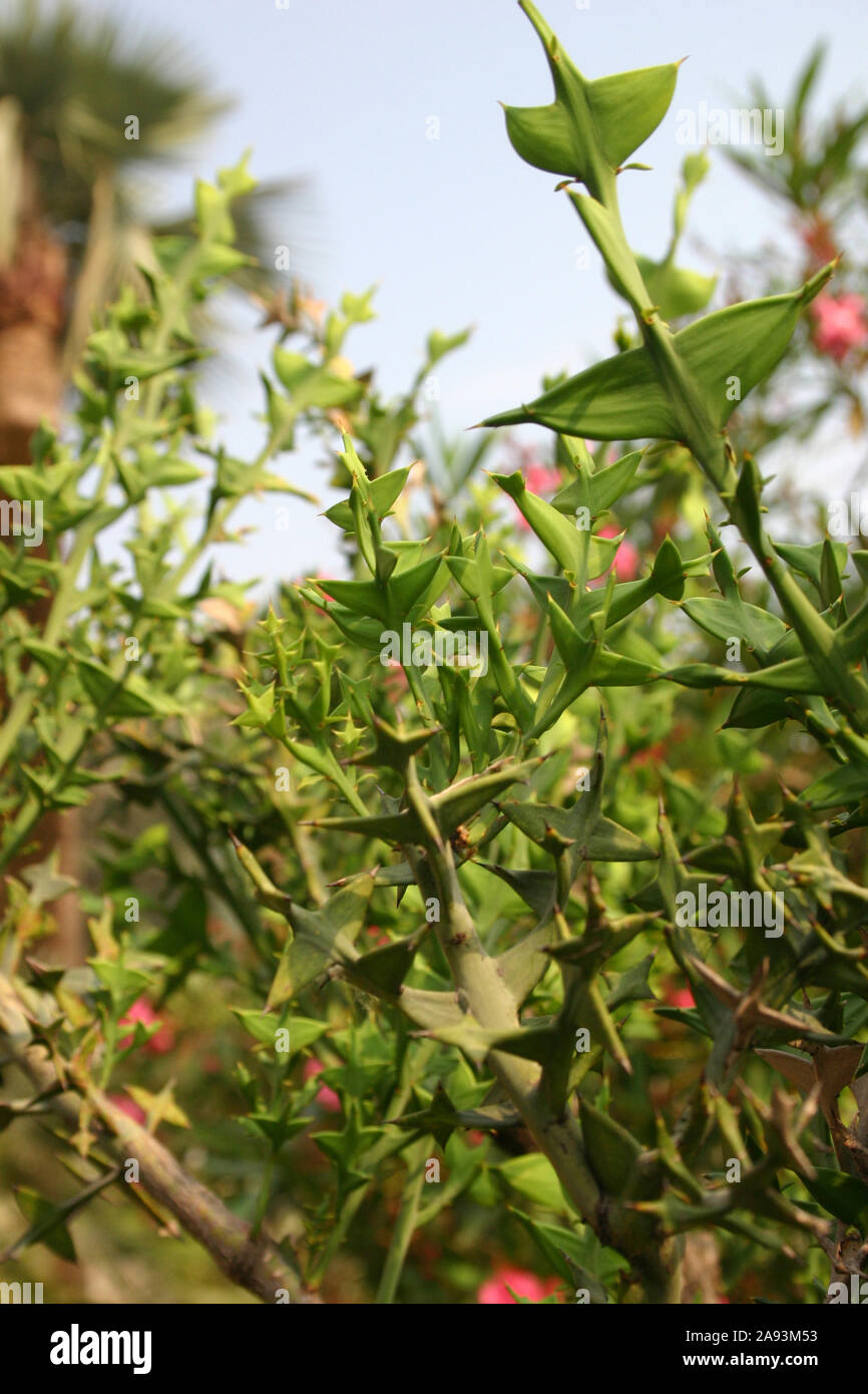 COLLETIA SPINOSA SYN HORRIDA è un genere di piante in fiore nella famiglia RHAMNACEAE con 15 a 17 specie di arbusti spinoso. Foto Stock