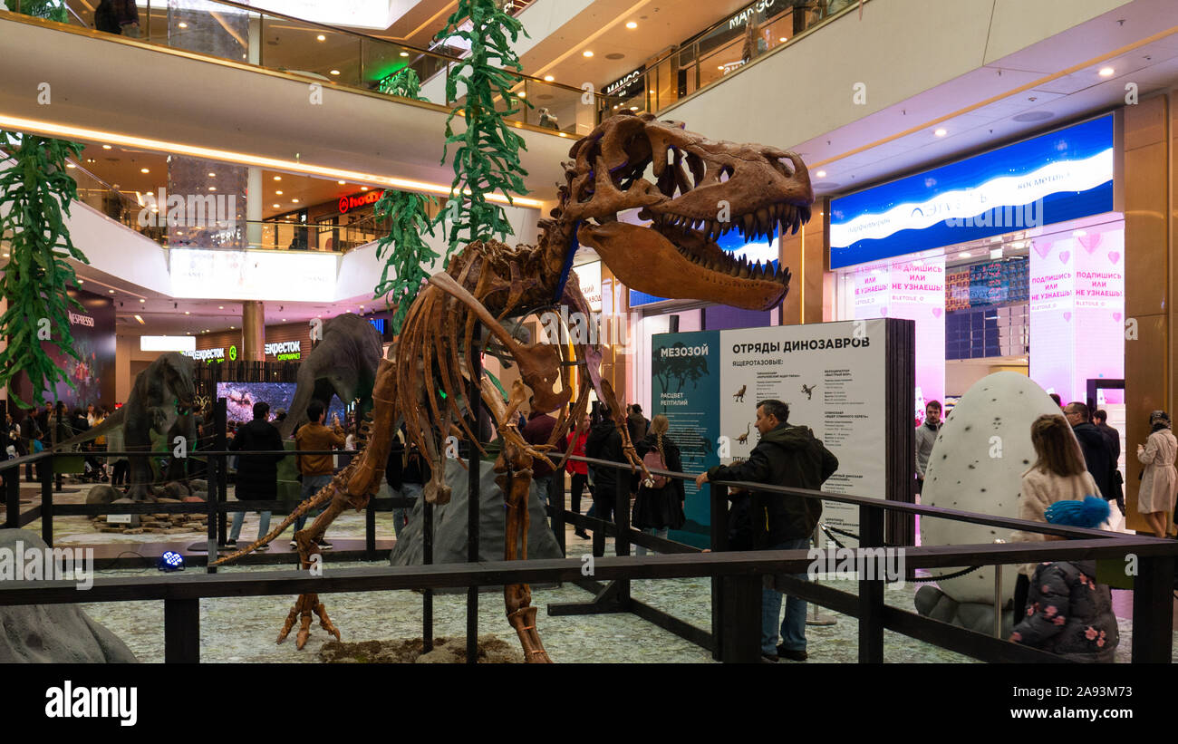 Tyrannosaur testa di scheletro close up foto nel museo Foto Stock