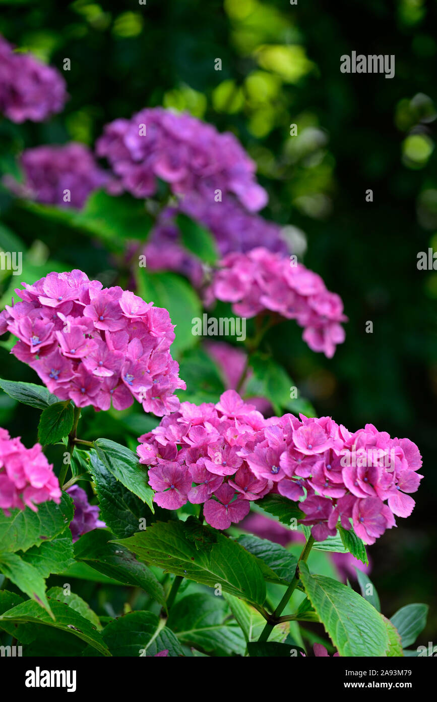 Hydrangea macrophylla,mophead hydrangea,blu,viola,fiore,fiori,l'infiorescenza,ortensie,RM Floral Foto Stock