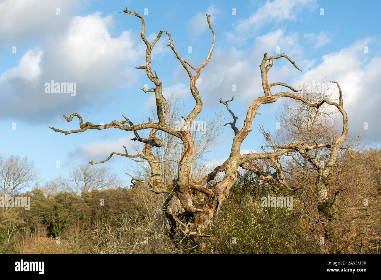 Albero morto su un Regno Unito riserva naturale. Legno morto viene lasciato come è un habitat per la fauna selvatica. Foto Stock