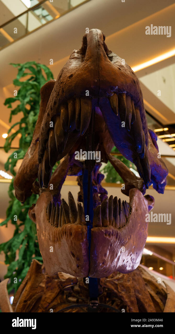 Tyrannosaur testa di scheletro close up foto nel museo Foto Stock