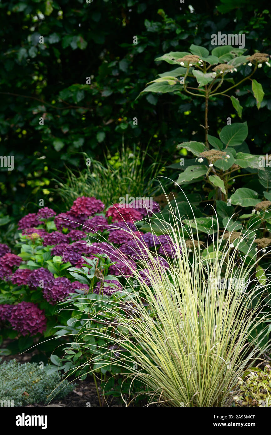 Cortaderia selloana Splendid Star,Hydrangea macrophylla,mophead hydrangea,blu,viola,fiore,fiori,l'infiorescenza,ortensie,RM Floral Foto Stock
