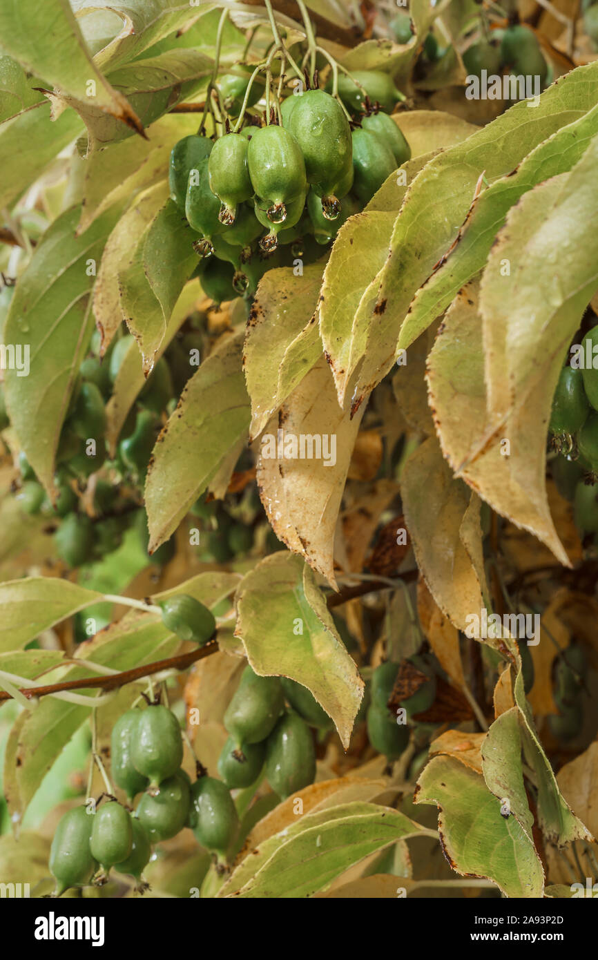 In mezzo giallo fogliame di autunno le gocce di pioggia appendere da uno dei molti frutti densa in cluster su un Issai hardy kiwi vite (Actinidia arguta x ruta). Foto Stock