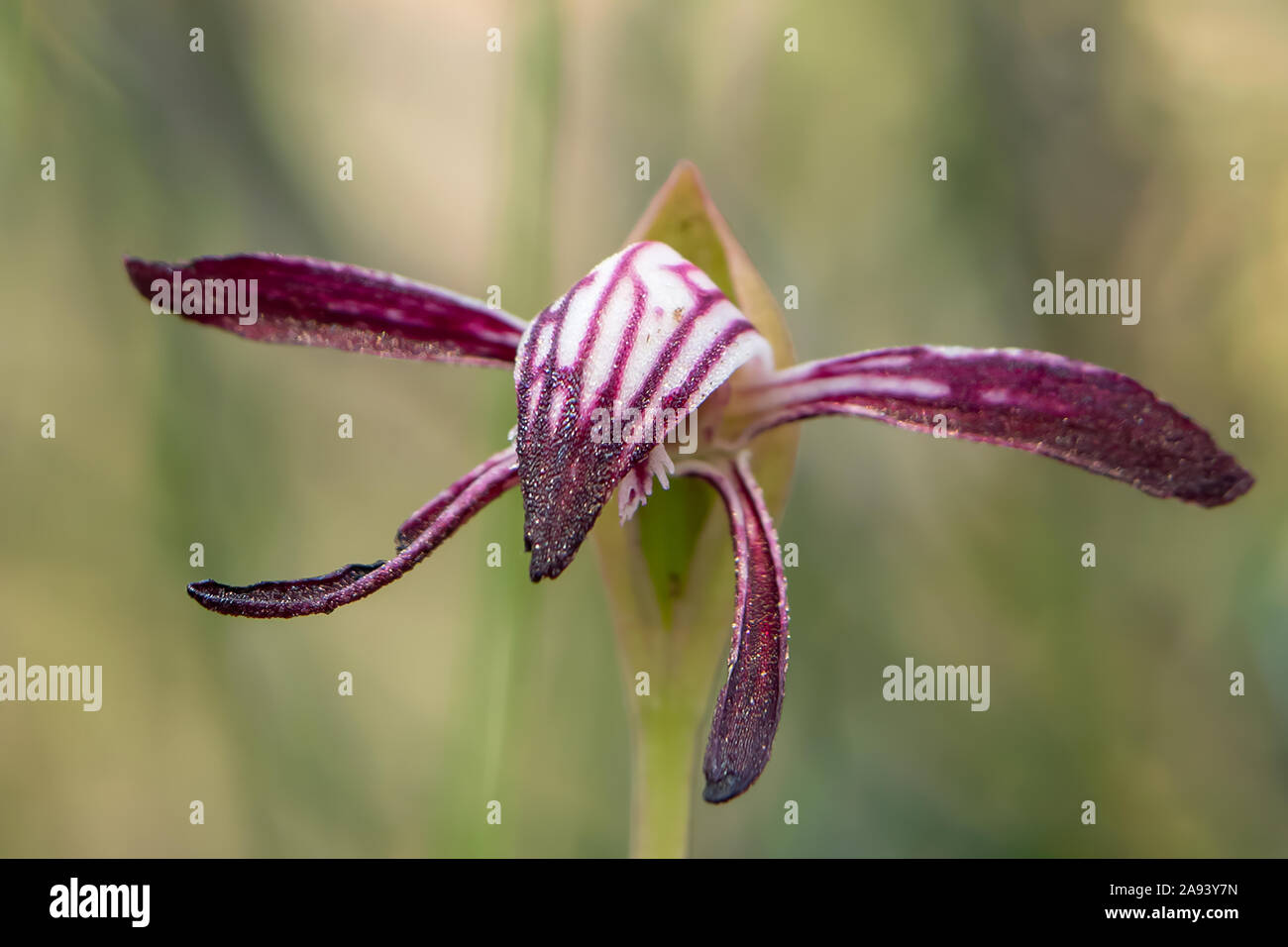 Pyrorchis nigricans, rosso-becchi Orchid Foto Stock