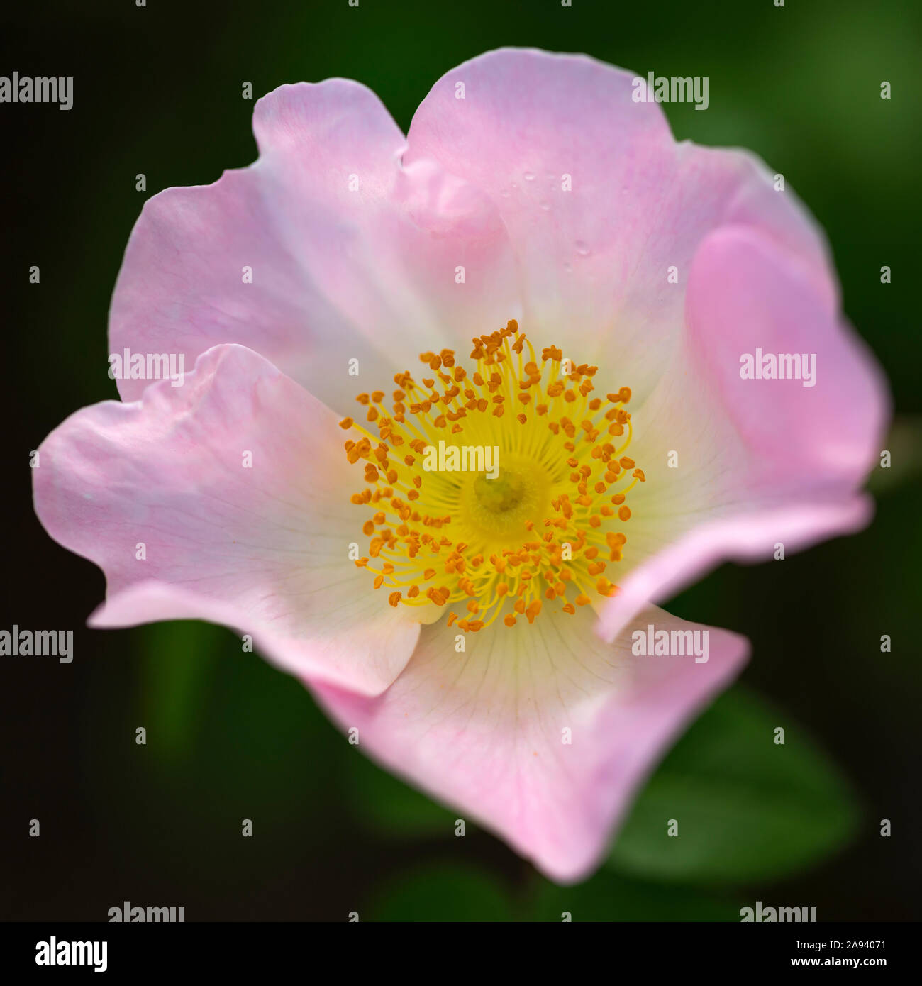 Fiore rosa con centro giallo in fiore; Giardini VanDusen; Vancouver, British Columbia, Canada Foto Stock