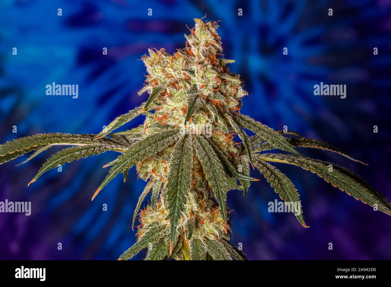 Pianta di cannabis in fase di fioritura tardiva; Cave Junction, Oregon, Stati Uniti d'America Foto Stock