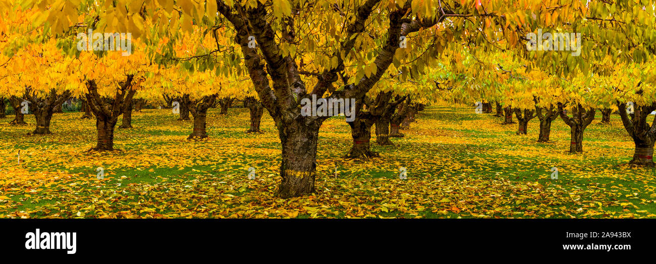 Frutteto di ciliegio in autunno, Okanagan Valley; British Columbia, Canada Foto Stock