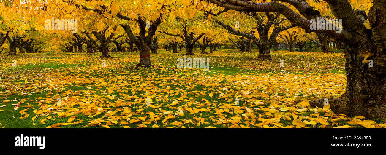 Frutteto di ciliegio in autunno, Okanagan Valley; British Columbia, Canada Foto Stock