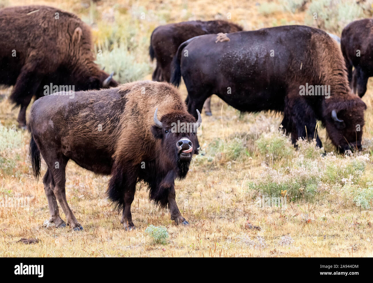 American Bison (Bison bison) pascolando su erba e piante, Yellowstone National Park; Stati Uniti d'America Foto Stock American Bison (Bison bison) pascolando su erba e piante, Yellowstone National Park; Stati Uniti d'America Foto Stock