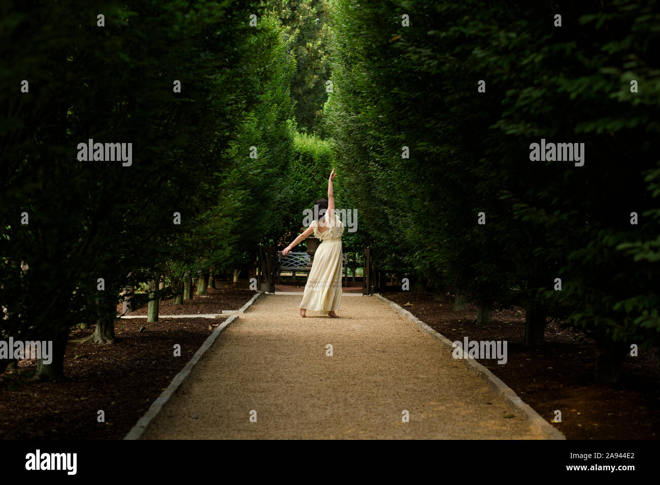 Vista posteriore di una donna di ballare a piedi nudi sul viale alberato in oro light Foto Stock