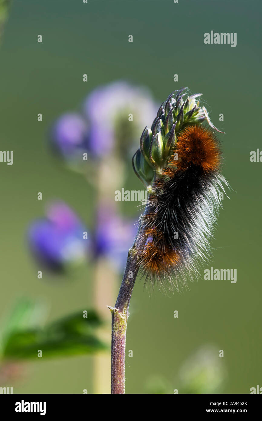 Un orsetto di lana bruco (Pyrharctia isabella) mangia una pianta di lupino; Cathlamet, Washington, Stati Uniti d'America Foto Stock