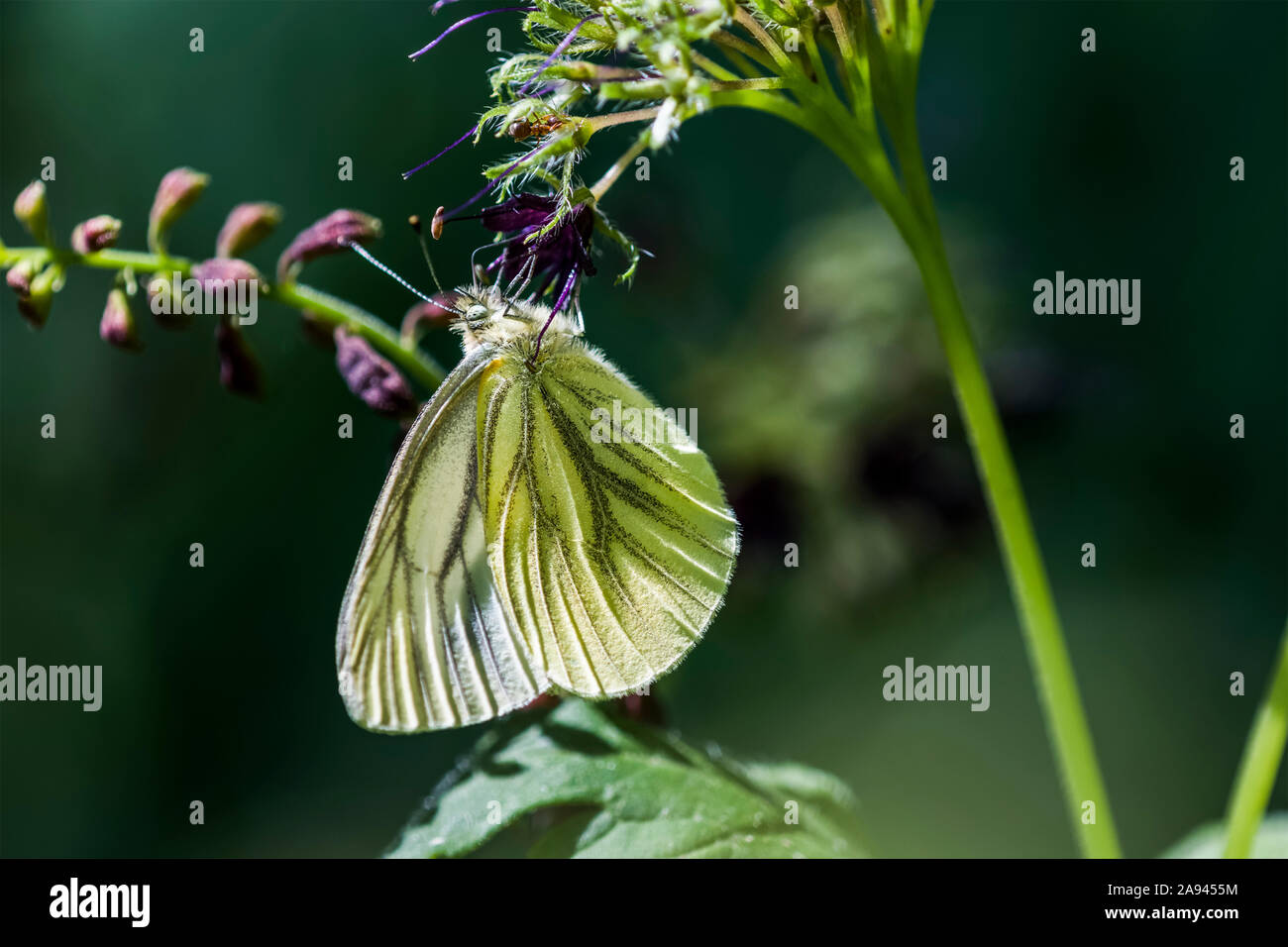 Una farfalla bianca occidentale (Lepidoptera) si nutre di foglie d'acqua (Hydrophylloideae) a Saddle Mountain; Elsie, Oregon, Stati Uniti d'America Foto Stock