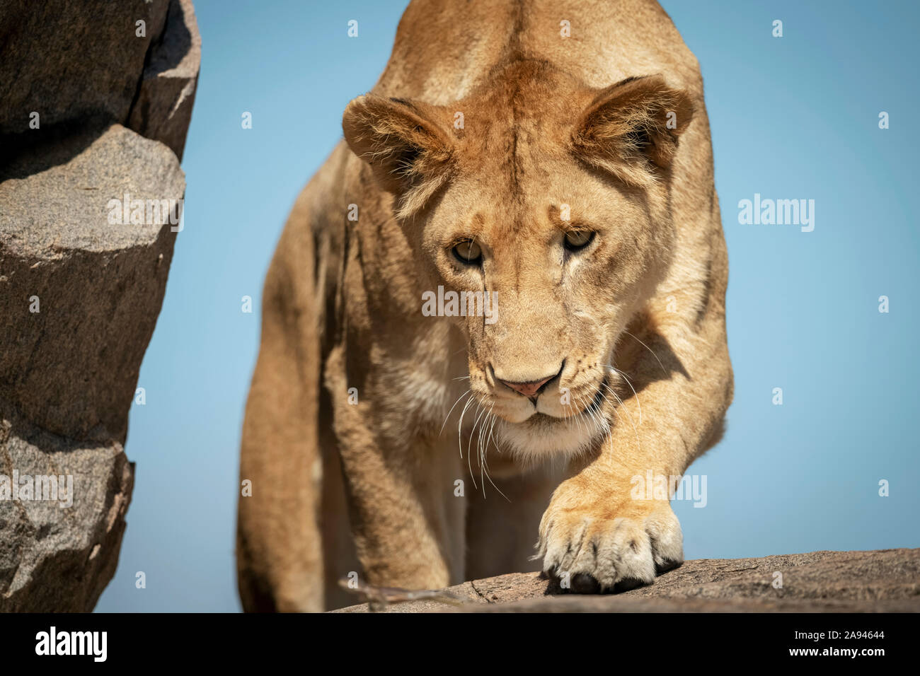 Primo piano della leonessa (Panthera leo) sulle rocce che guardano verso il basso, campo di Klein, Parco Nazionale di Serengeti; Tanzania Foto Stock