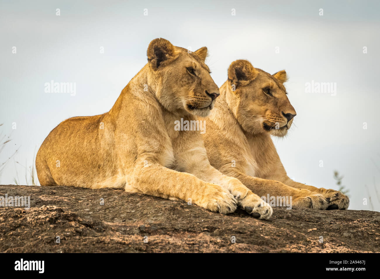 Lionesses (Panthera leo) si specchiano sulla roccia, campo safari di Cottar, riserva nazionale di Maasai Mara; Kenya Foto Stock