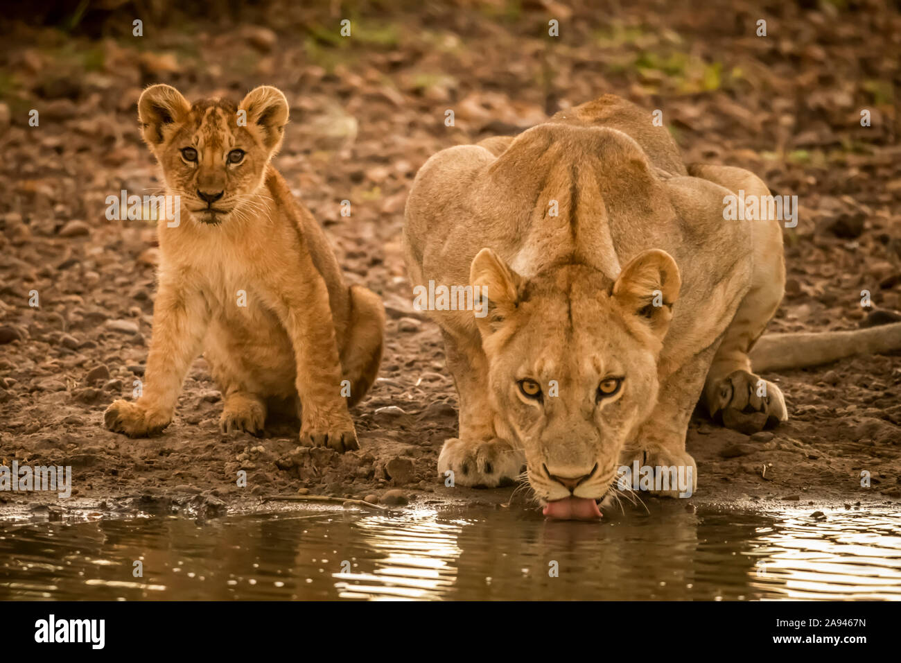 Lionessa (Panthera leo) sta bevendo da piscina con cucciolo, campo Tented Grumeti Serengeti, Parco Nazionale Serengeti; Tanzania Foto Stock