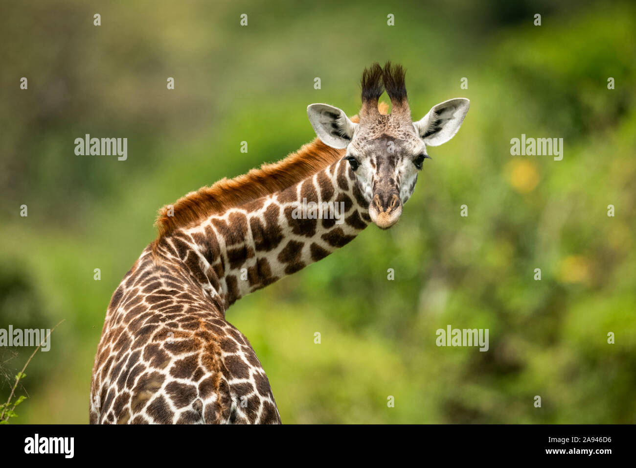 Primo piano di Masai giraffe polpaccio (Giraffa camelopardalis tippelskirchii) collo torcente, campo di Klein, Parco Nazionale di Serengeti; Tanzania Foto Stock