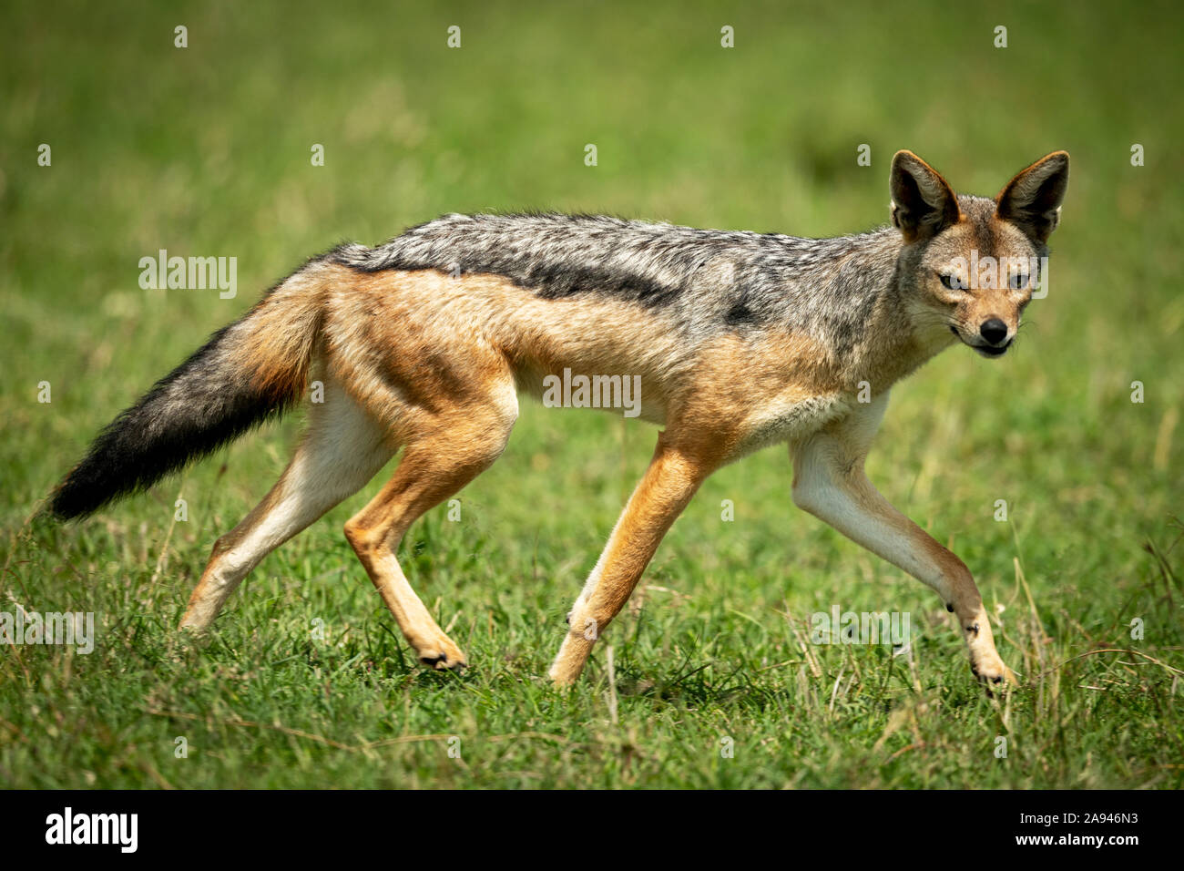 Il jackal con retro nero (Canis mesomelas) corre attraverso la telecamera a vista d'erba, il campo safari di Cottar degli anni '20, la riserva nazionale di Maasai Mara; Kenya Foto Stock