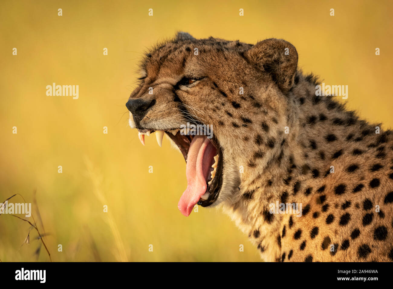 Primo piano di ghepardo (Acinonyx jubatus) che brulica ampiamente con bokeh, campo di Klein, Parco Nazionale di Serengeti; Tanzania Foto Stock