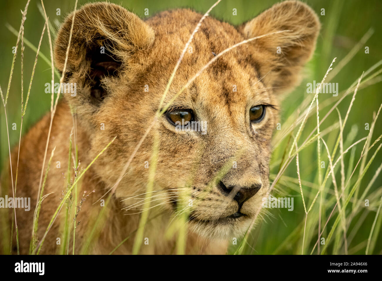 Primo piano del cucciolo di leone (Panthera leo) che guarda attraverso l'erba, campo Tentato di Grumeti Serengeti, Parco Nazionale di Serengeti; Tanzania Foto Stock