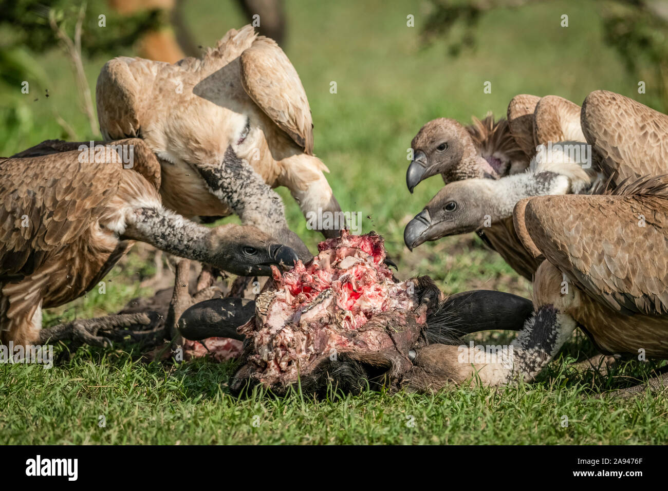 Primo piano di avvoltoi bianchi (Gyps africanus) che si nutrono di uccidere, campo di Klein, Parco Nazionale di Serengeti; Tanzania Foto Stock