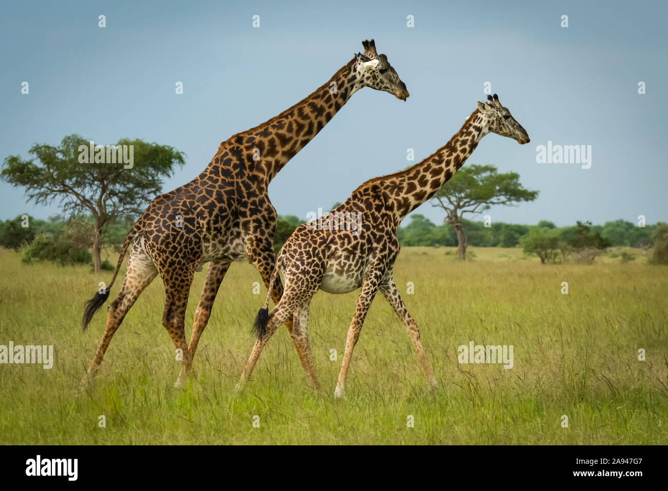 Masai giraffe maschile e femminile (Giraffa camelopardalis tippelskirchii) camminano insieme, campo Tentato di Grumeti Serengeti, Parco Nazionale di Serengeti; Tanzania Foto Stock