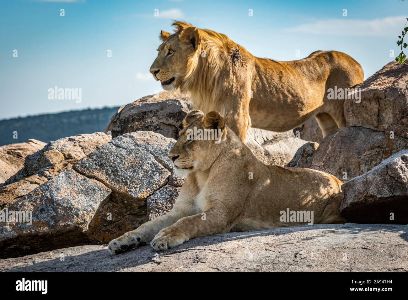 Leone maschio (Panthera leo) si trova dietro la leonessa sulla roccia, campo di Klein, Parco Nazionale di Serengeti; Tanzania Foto Stock