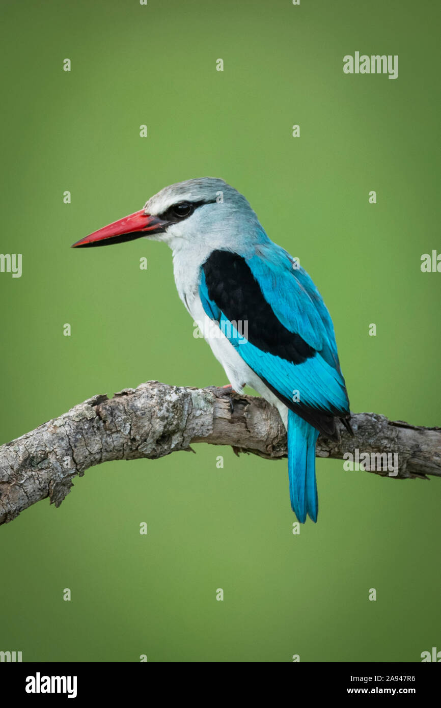 Martin pescatore di Bosco (Halcyon senegalensis) su ramo con sfondo offuscato, campo Tentato di Grumeti Serengeti, Parco Nazionale di Serengeti; Tanzania Foto Stock