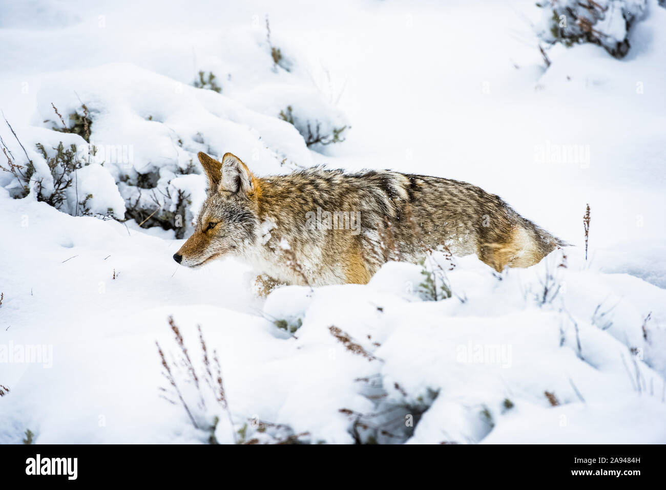 Coyote (Canis latrans) che attraversa la neve profonda nel parco nazionale di Yellowstone; Wyoming Stati Uniti d'America Foto Stock